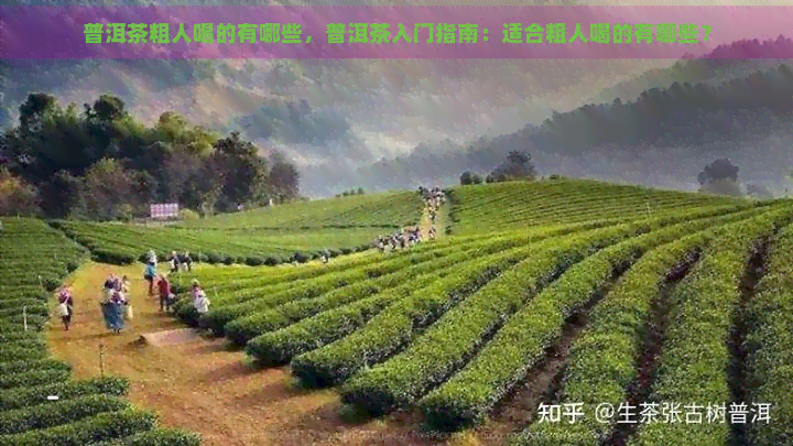 普洱茶粗人喝的有哪些，普洱茶入门指南：适合粗人喝的有哪些？