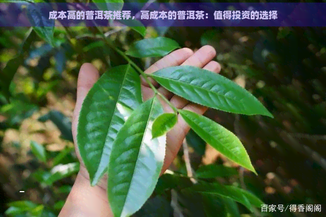 成本高的普洱茶推荐，高成本的普洱茶：值得投资的选择