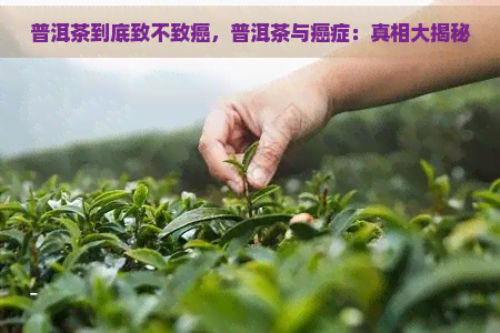 普洱茶到底致不致癌，普洱茶与癌症：真相大揭秘