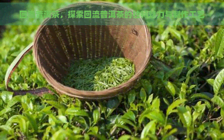 回流普洱茶，探索回流普洱茶的独特魅力与制作工艺