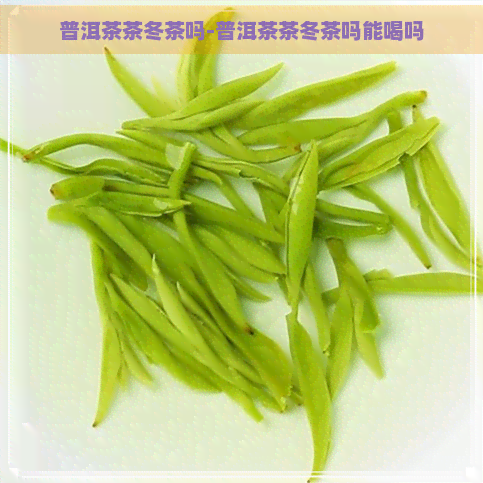 普洱茶茶冬茶吗-普洱茶茶冬茶吗能喝吗