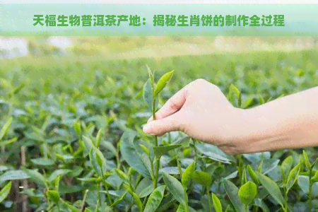 天福生物普洱茶产地：揭秘生肖饼的制作全过程