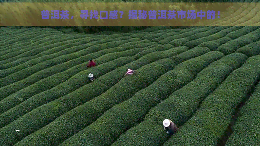 普洱茶，寻找口感？揭秘普洱茶市场中的！