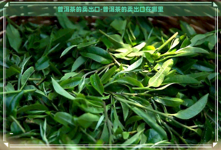 普洱茶的卖出口-普洱茶的卖出口在哪里