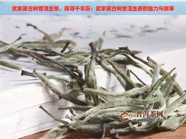 武家寨古树普洱生茶，探寻千年历：武家寨古树普洱生茶的魅力与故事