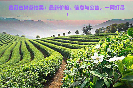 普洱古树茶拍卖：最新价格、信息与公告，一网打尽！