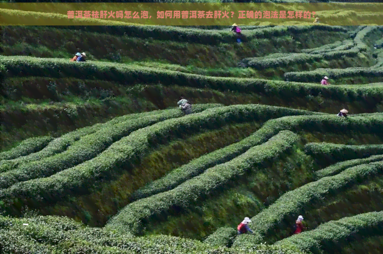 普洱茶祛肝火吗怎么泡，如何用普洱茶去肝火？正确的泡法是怎样的？