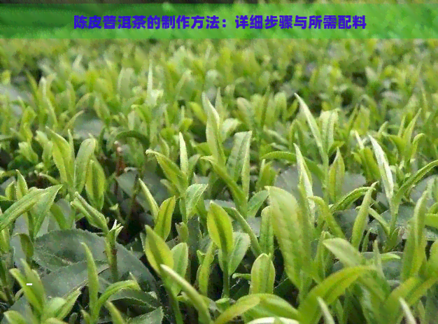 陈皮普洱茶的制作方法：详细步骤与所需配料