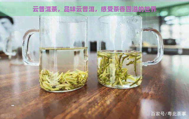 云普洱茶，品味云普洱，感受茶香四溢的世界