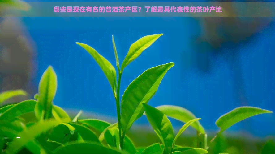 哪些是现在有名的普洱茶产区？了解更具代表性的茶叶产地