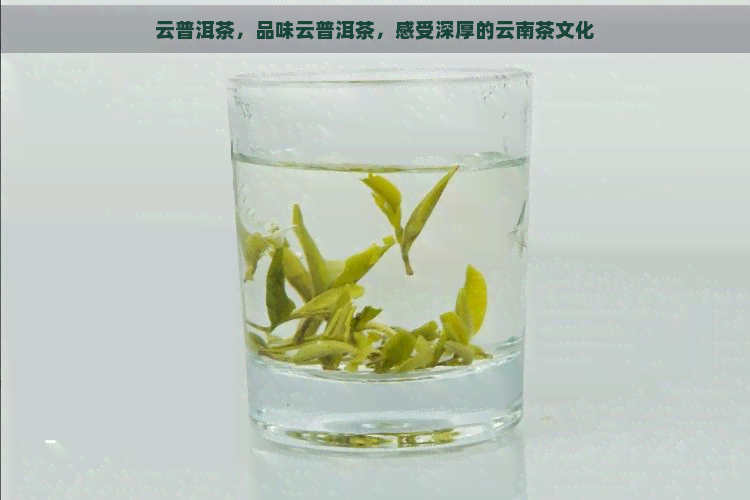 云普洱茶，品味云普洱茶，感受深厚的云南茶文化