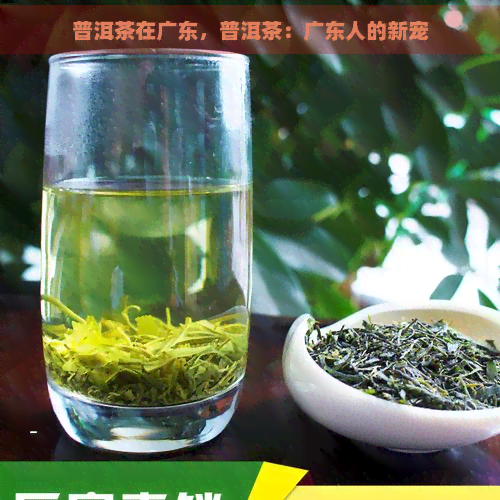 普洱茶在广东，普洱茶：广东人的新宠