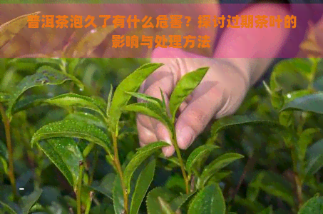 普洱茶泡久了有什么危害？探讨过期茶叶的影响与处理方法