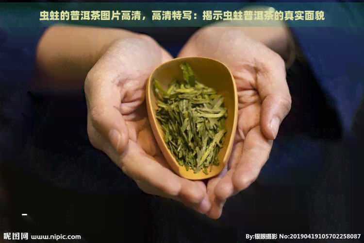 虫蛀的普洱茶图片高清，高清特写：揭示虫蛀普洱茶的真实面貌