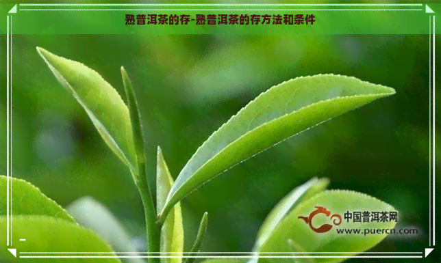 熟普洱茶的存-熟普洱茶的存方法和条件