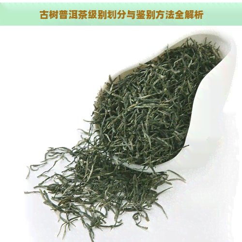 古树普洱茶级别划分与鉴别方法全解析