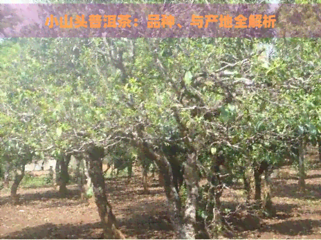 小山头普洱茶：品种、与产地全解析