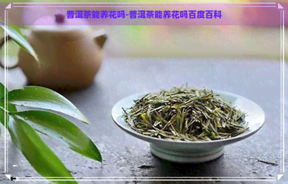 普洱茶能养花吗-普洱茶能养花吗百度百科