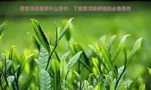 种普洱茶需要什么条件，了解普洱茶种植的必备条件