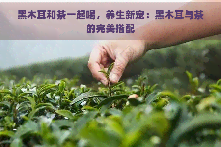 黑木耳和茶一起喝，养生新宠：黑木耳与茶的完美搭配