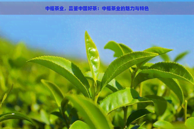 中福茶业，品鉴中国好茶：中福茶业的魅力与特色