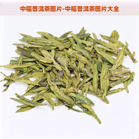 中福普洱茶图片-中福普洱茶图片大全