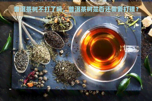 普洱茶树不打了吗，普洱茶树是否还需要打理？