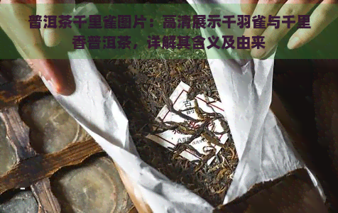 普洱茶千里雀图片：高清展示千羽雀与千里香普洱茶，详解其含义及由来