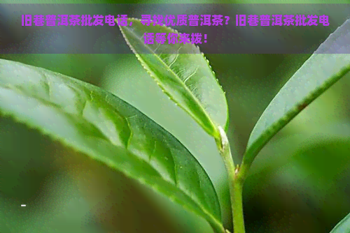 旧巷普洱茶批发电话，寻找优质普洱茶？旧巷普洱茶批发电话等你来拨！