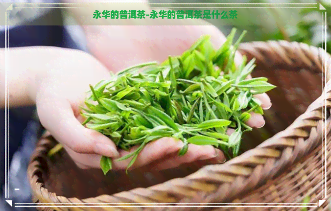 永华的普洱茶-永华的普洱茶是什么茶