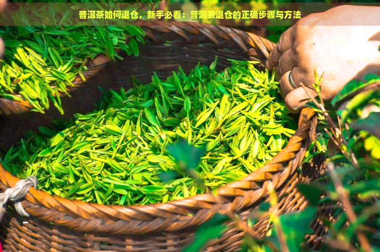 普洱茶如何退仓，新手必看：普洱茶退仓的正确步骤与方法