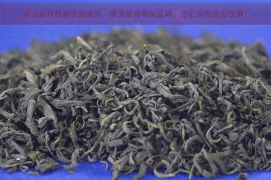 普洱茶有母树吗能喝吗，普洱茶有母树品种，它们是否适合饮用？