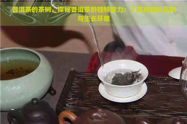 普洱茶的茶树，探秘普洱茶的独特魅力：了解其茶树品种与生长环境