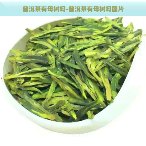 普洱茶有母树吗-普洱茶有母树吗图片