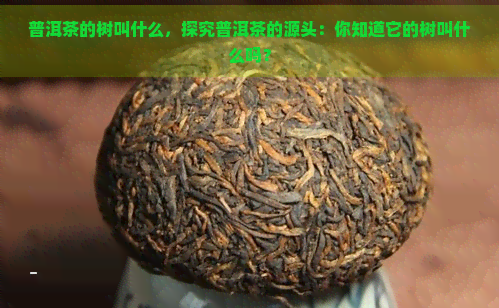 普洱茶的树叫什么，探究普洱茶的源头：你知道它的树叫什么吗？