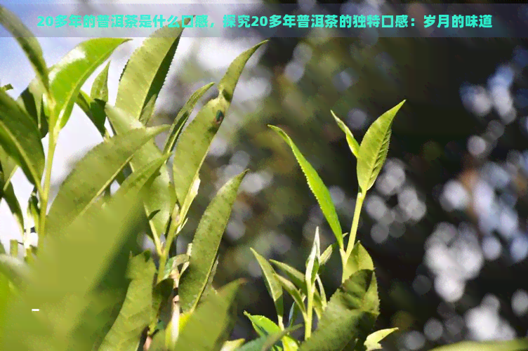 20多年的普洱茶是什么口感，探究20多年普洱茶的独特口感：岁月的味道