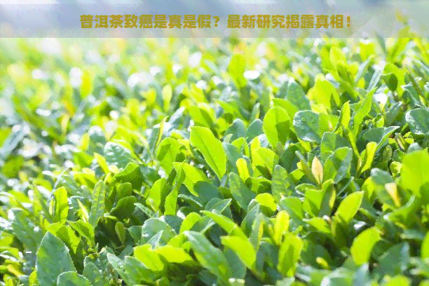 普洱茶致癌是真是假？最新研究揭露真相！