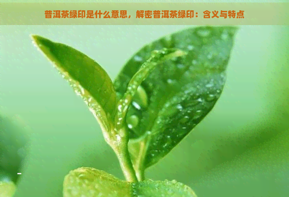 普洱茶绿印是什么意思，解密普洱茶绿印：含义与特点