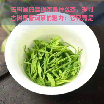 古树寨的普洱茶是什么茶，探寻古树寨普洱茶的魅力：它究竟是什么类型的茶？