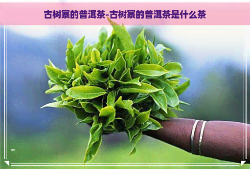 古树寨的普洱茶-古树寨的普洱茶是什么茶