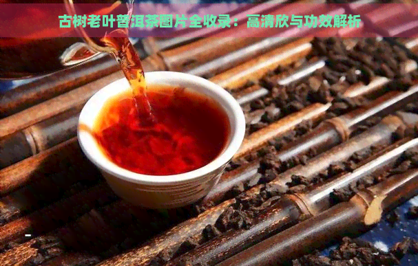 古树老叶普洱茶图片全收录：高清欣与功效解析