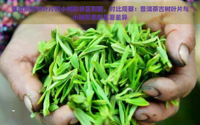 普洱茶古树叶片和小树形状区别图，对比观察：普洱茶古树叶片与小树形态的显著差异