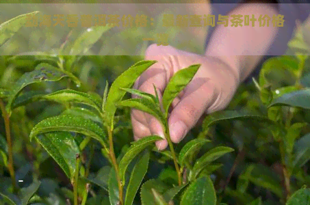 勐海天香普洱茶价格：最新查询与茶叶价格一览