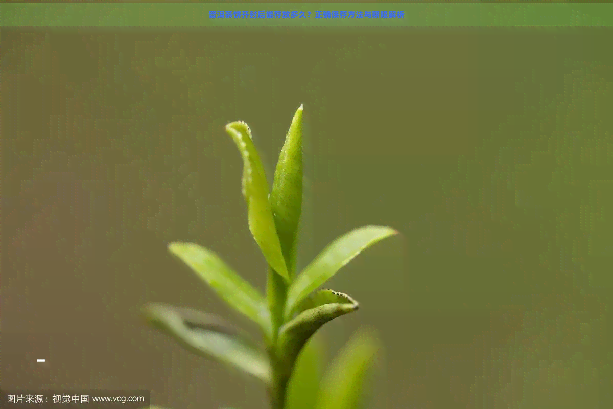 普洱茶饼开封后能存放多久？正确保存方法与期限解析