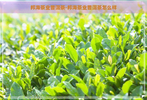 邦海茶业普洱茶-邦海茶业普洱茶怎么样