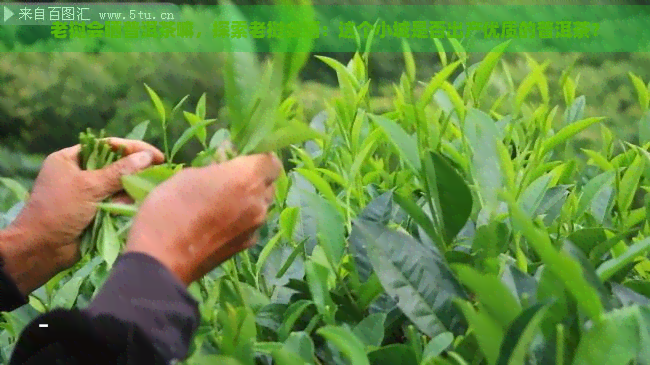 老挝会晒普洱茶嘛，探索老挝会晒：这个小城是否出产优质的普洱茶？