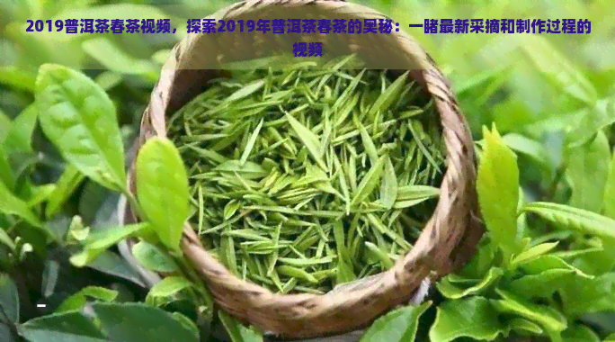 2019普洱茶春茶视频，探索2019年普洱茶春茶的奥秘：一最新采摘和制作过程的视频