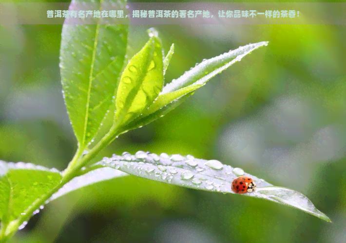 普洱茶有名产地在哪里，揭秘普洱茶的著名产地，让你品味不一样的茶香！