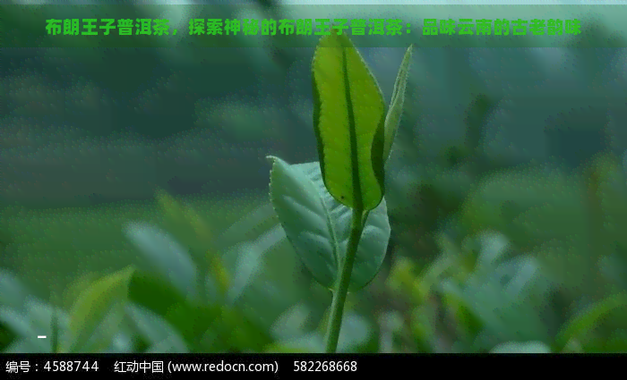 布朗王子普洱茶，探索神秘的布朗王子普洱茶：品味云南的古老韵味