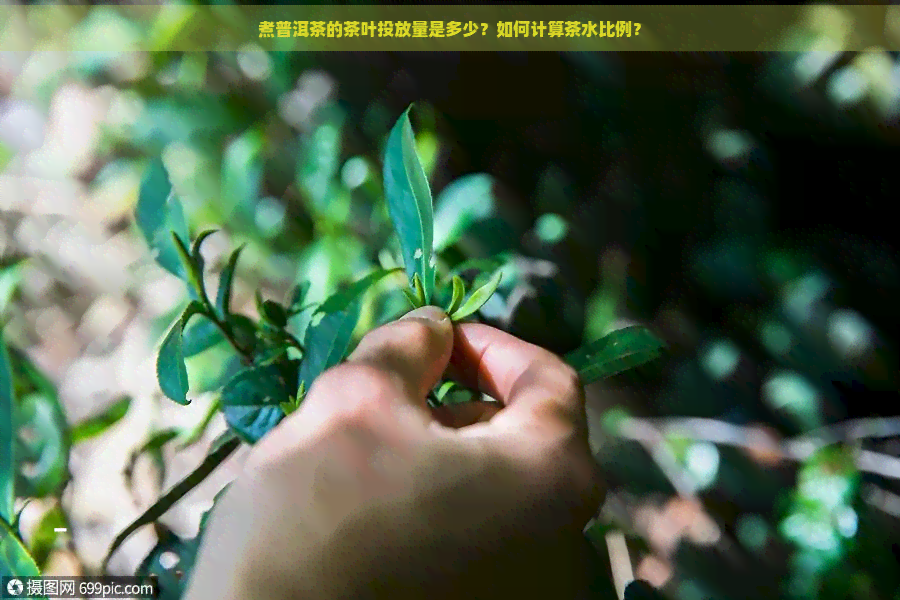 煮普洱茶的茶叶投放量是多少？如何计算茶水比例？